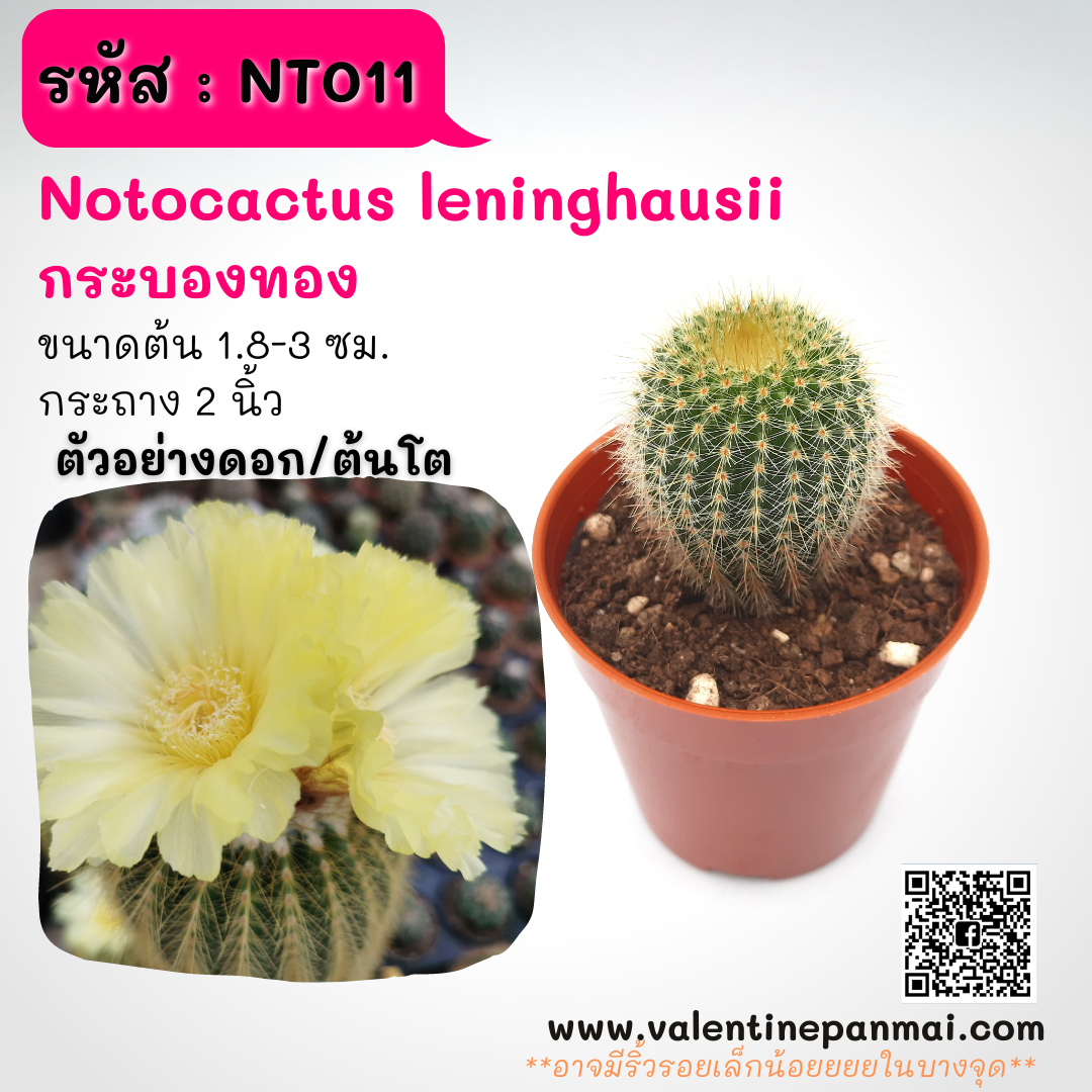 Notocactus leninghausii (กระบองทอง)