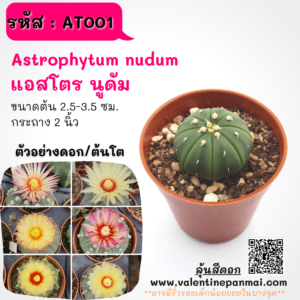 AT001 Astrophytum nudum (แอสโตร นูดัม)