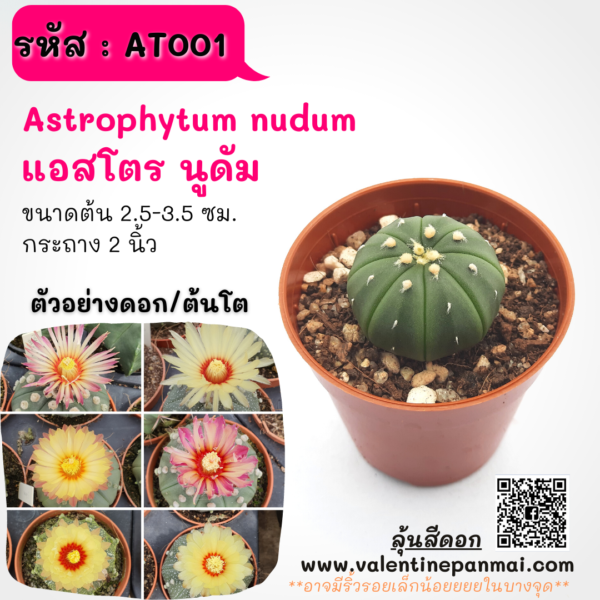 AT001 Astrophytum nudum (แอสโตร นูดัม)