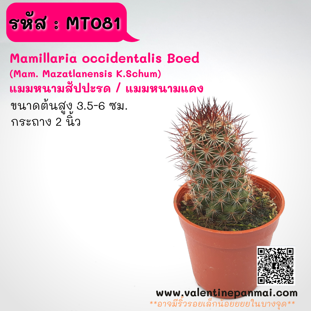 Mamillaria occidentalis Boed (แมมหนามสัปปะรด/แมมหนามแดง)
