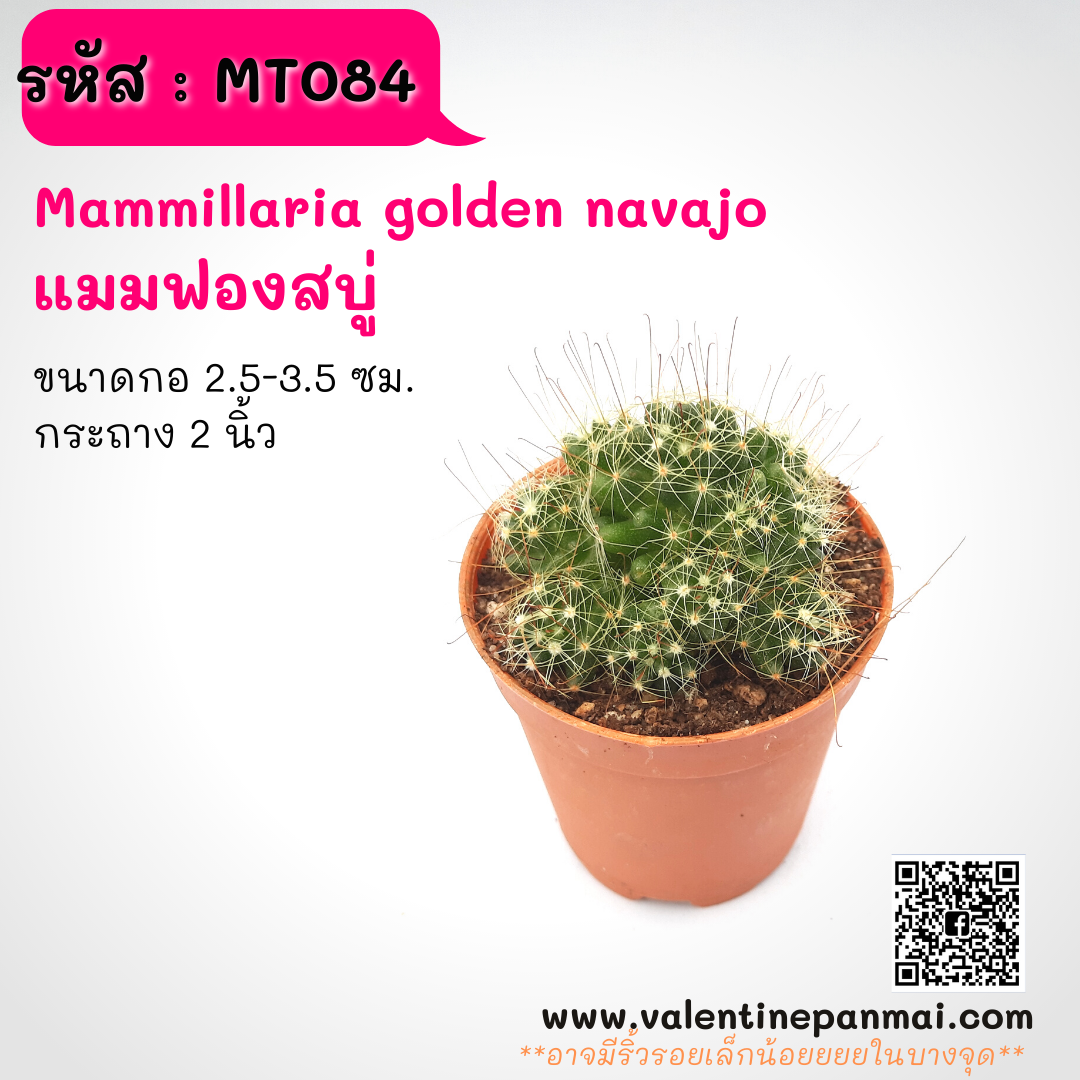 Mammillaria Golden Navajo (แมมฟองสบู่)