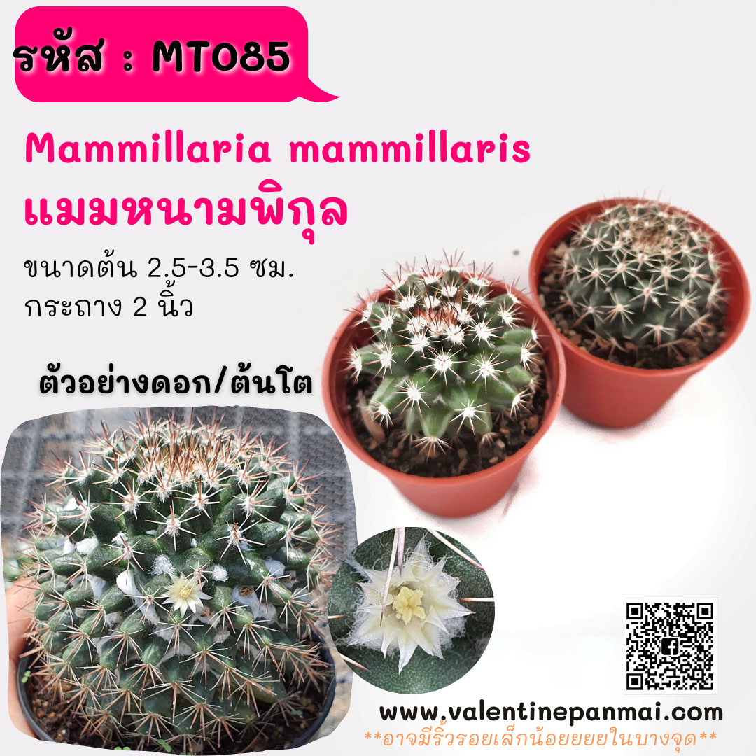 Mammillaria mammillaris (แมมหนามพิกุล)