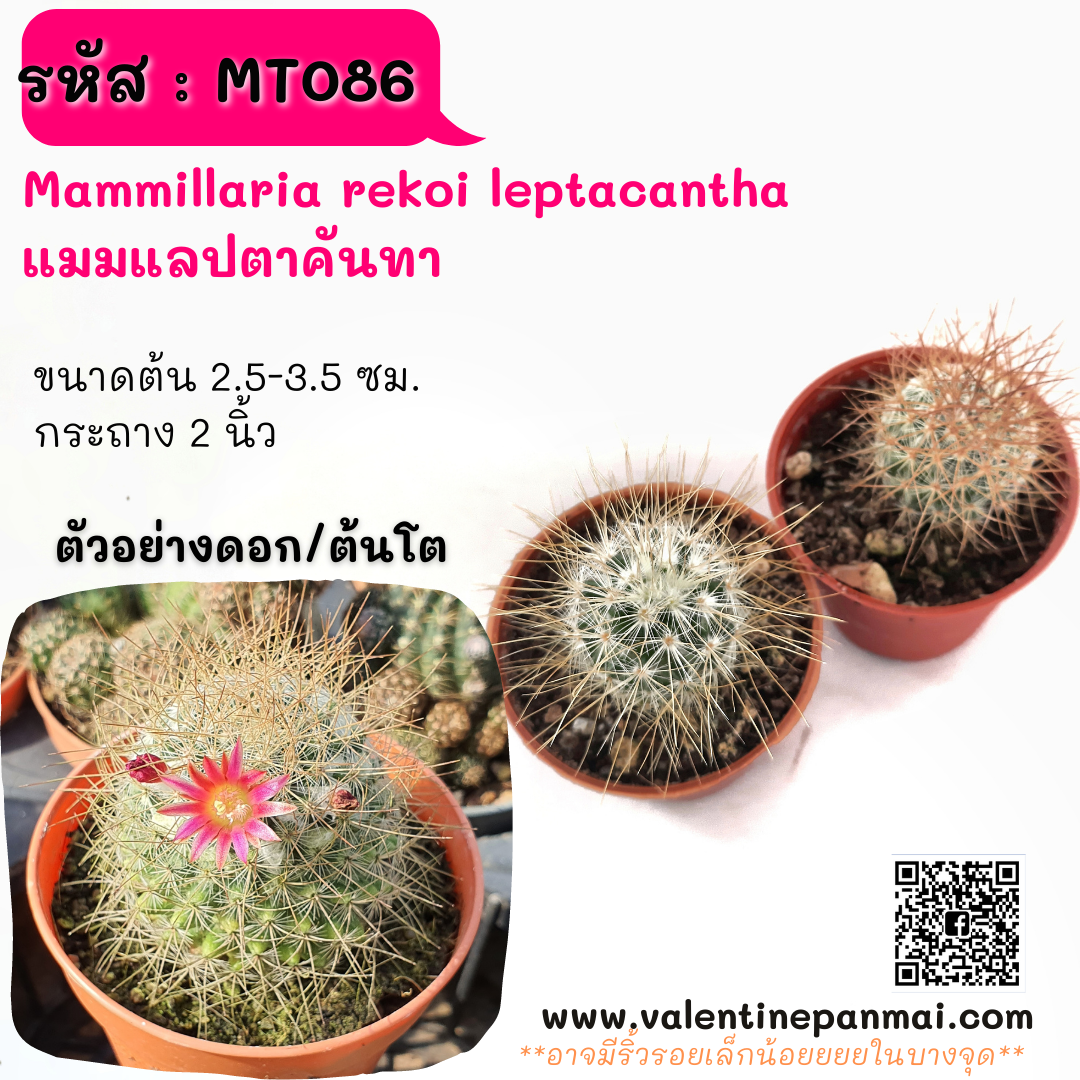 Mammillaria leptacantha (แมมแลปตาคันทา)