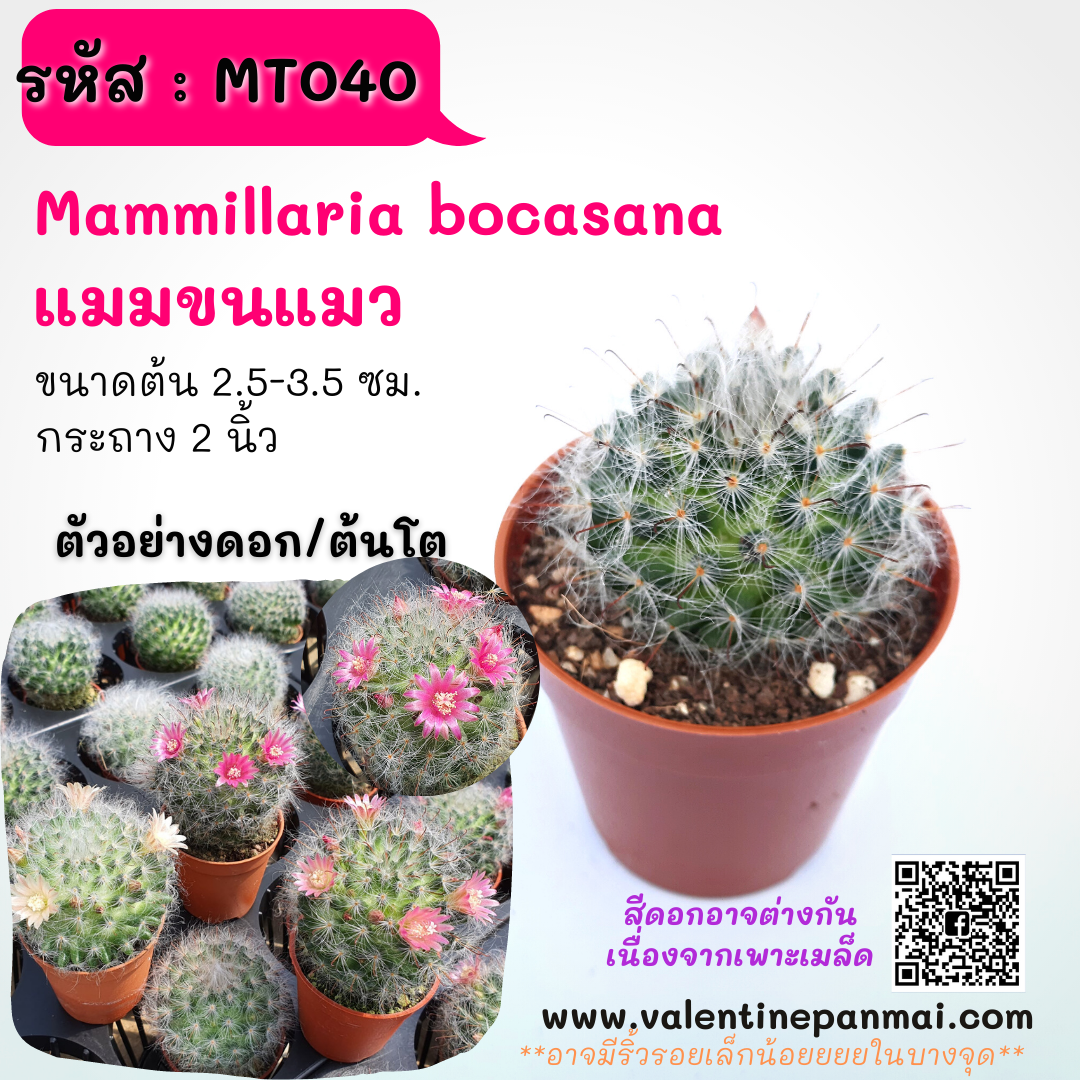 Mammillaria bocasana (แมมขนแมว)