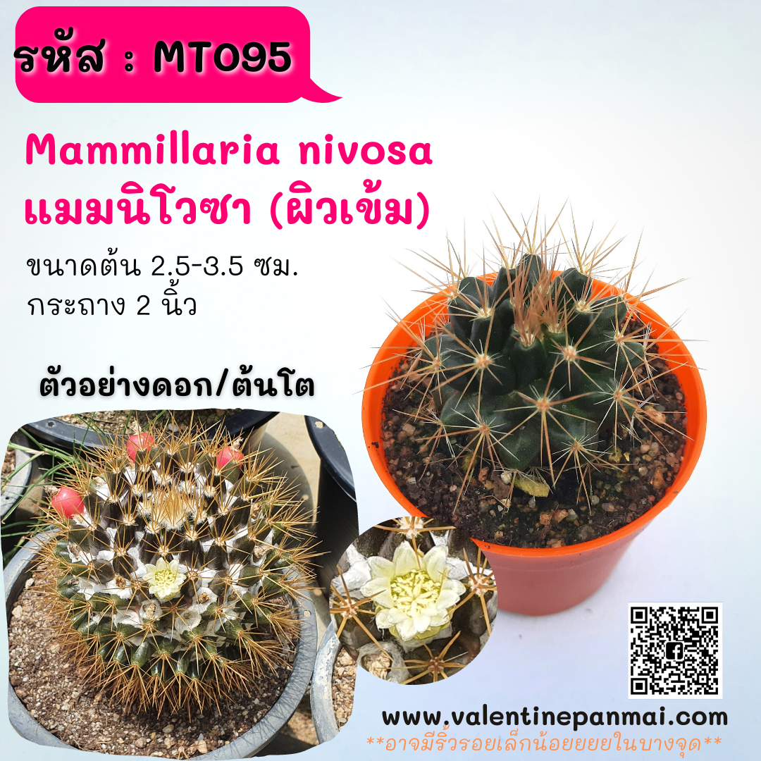 Mammillaria nivosa แมมนิโวซา (ผิวเข้ม)