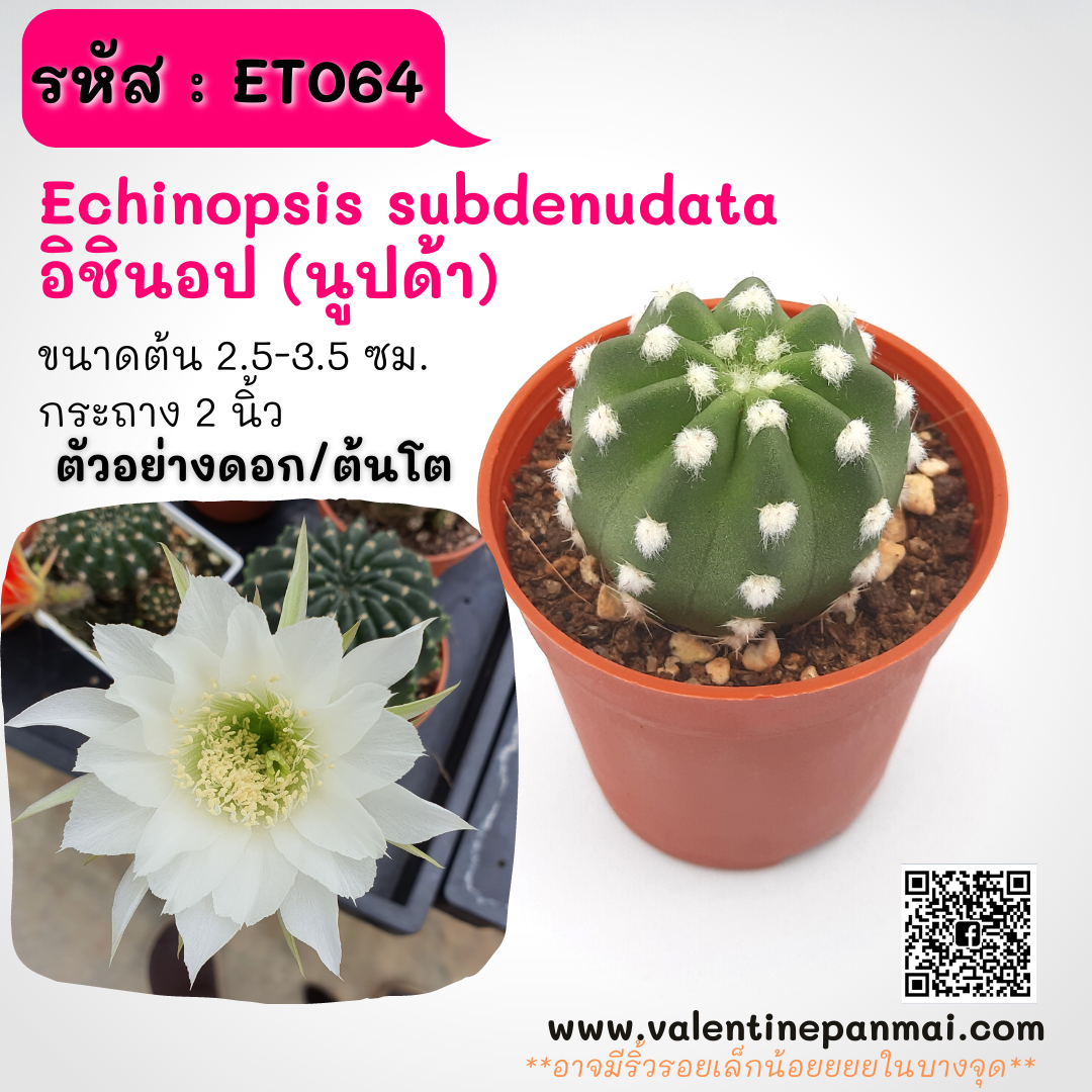 Echinopsis subdenudata อิชินอป (นูปด้า)