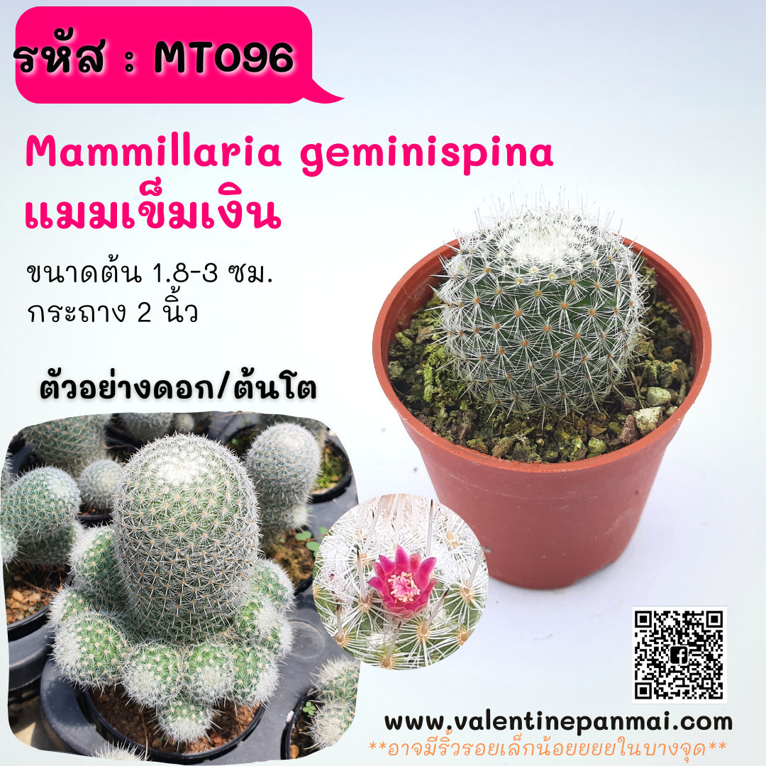 Mammillaria geminispina (แมมเข็มเงิน