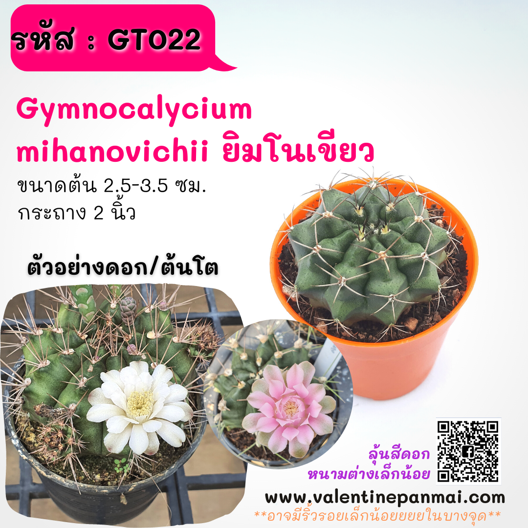 Gymnocalycium mihanovichii (ยิมโนเขียว)