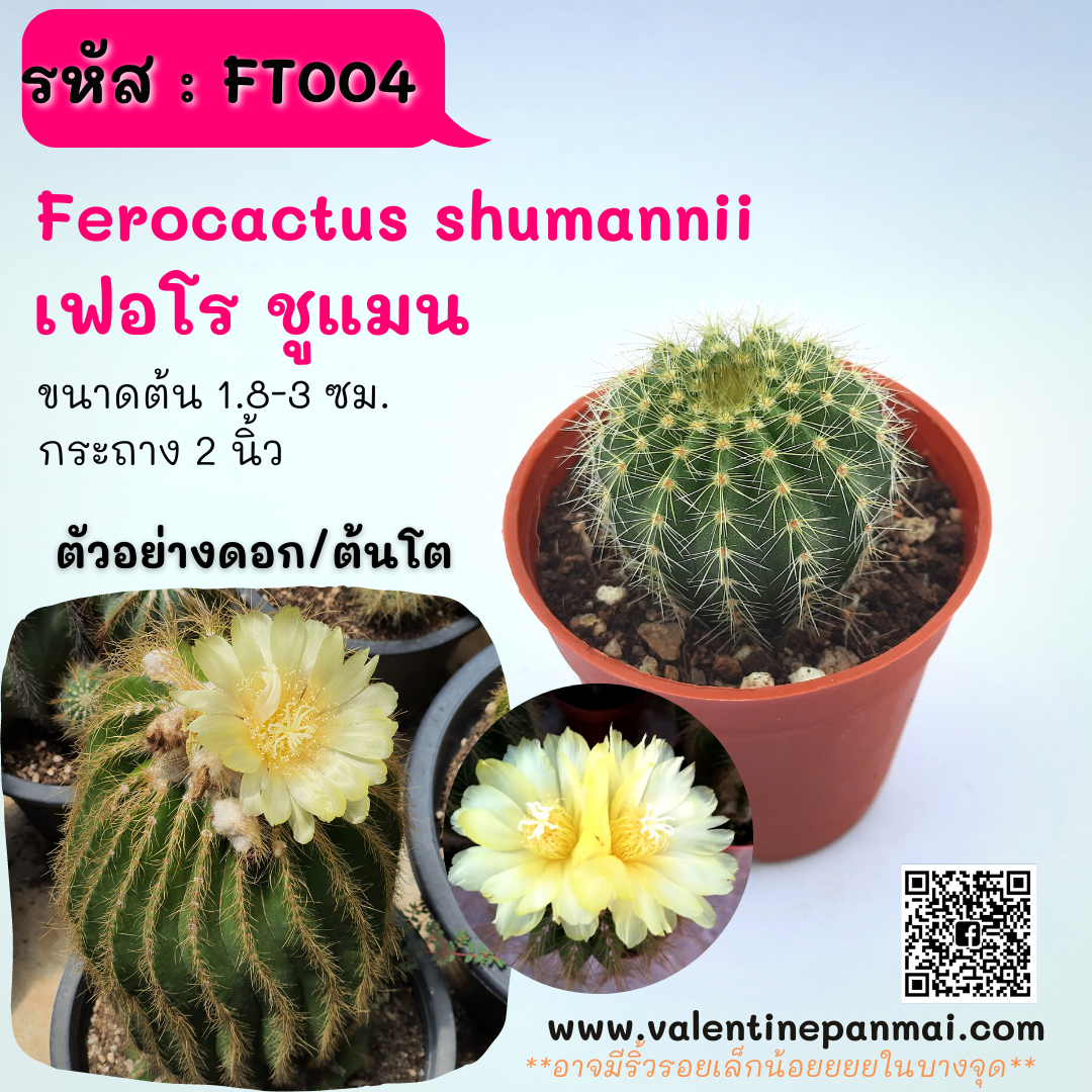 Ferocactus shumannii (เฟอโร ชูแมน)