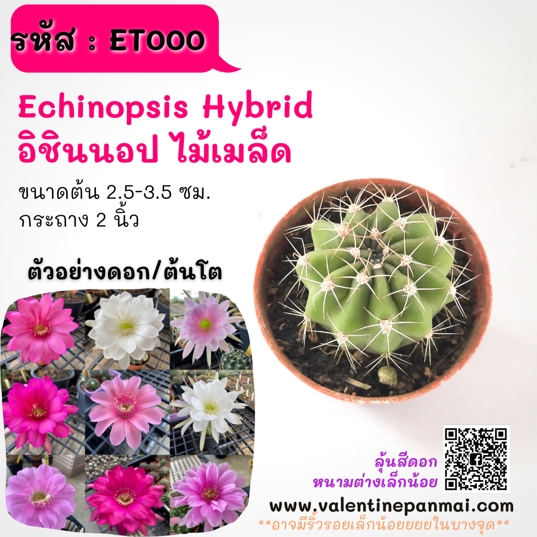 Echinopsis Hybrid (อิชินอป ไม้เมล็ด)