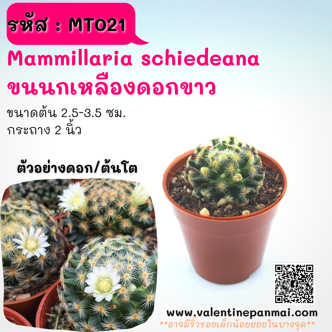 Mammillaria schiedeana (ขนนกเหลืองดอกขาว)