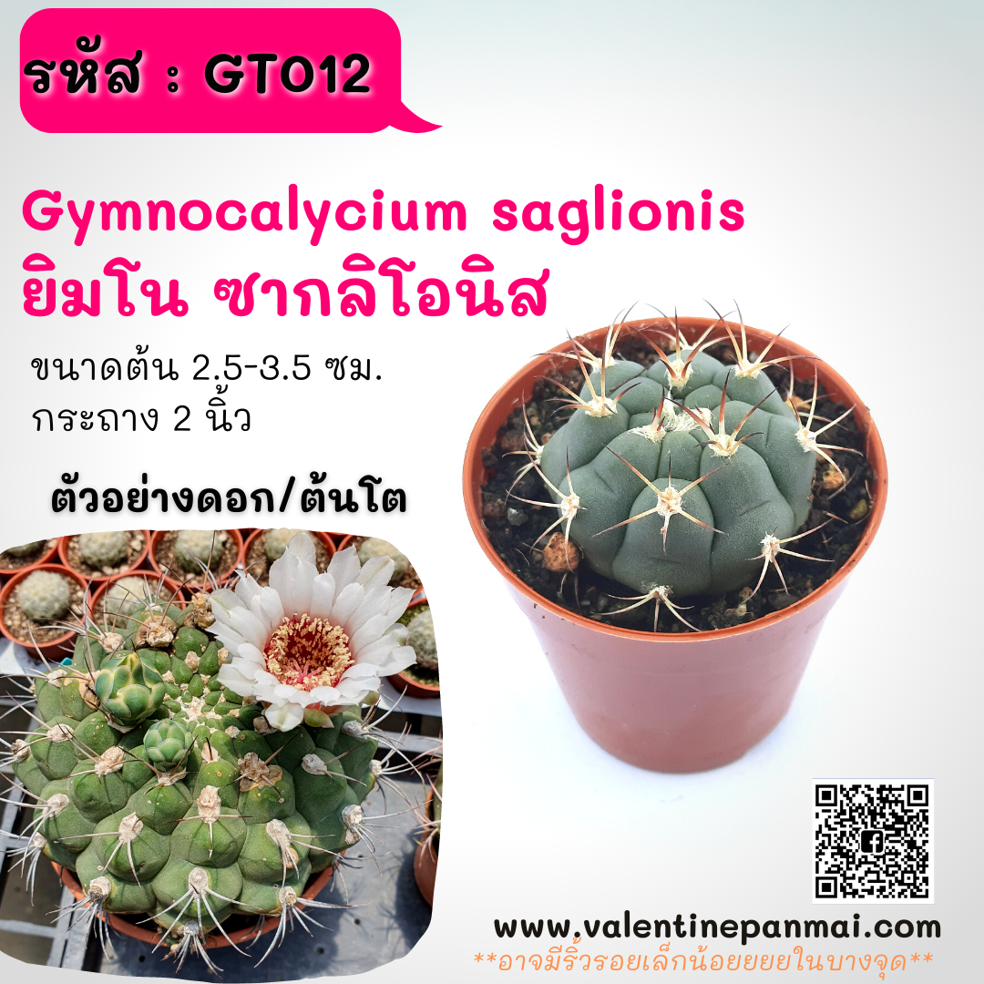 Gymnocalycium saglionis (ยิมโน ซากลิโอนิส)