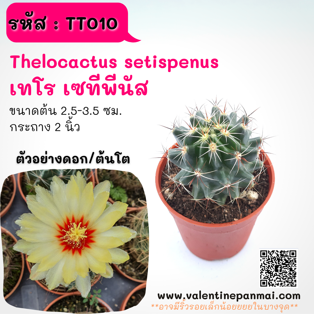 Thelocactus setispenus (เทโร เซทีพีนัส)