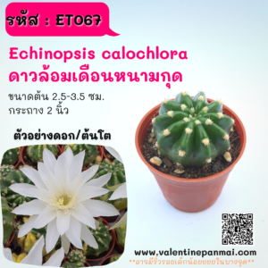 ET067 Echinopsis calochlora (ดาวล้อมเดือนหนามกุด)