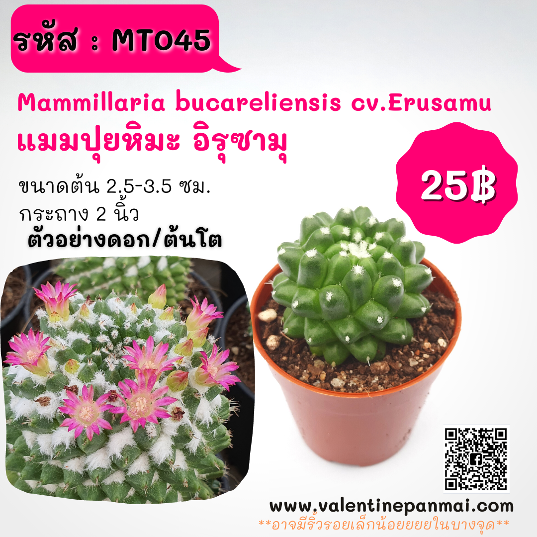 Mammillaria bucareliensis cv.Erusamu (แมมปุยหิมะ อิรุซามุ)