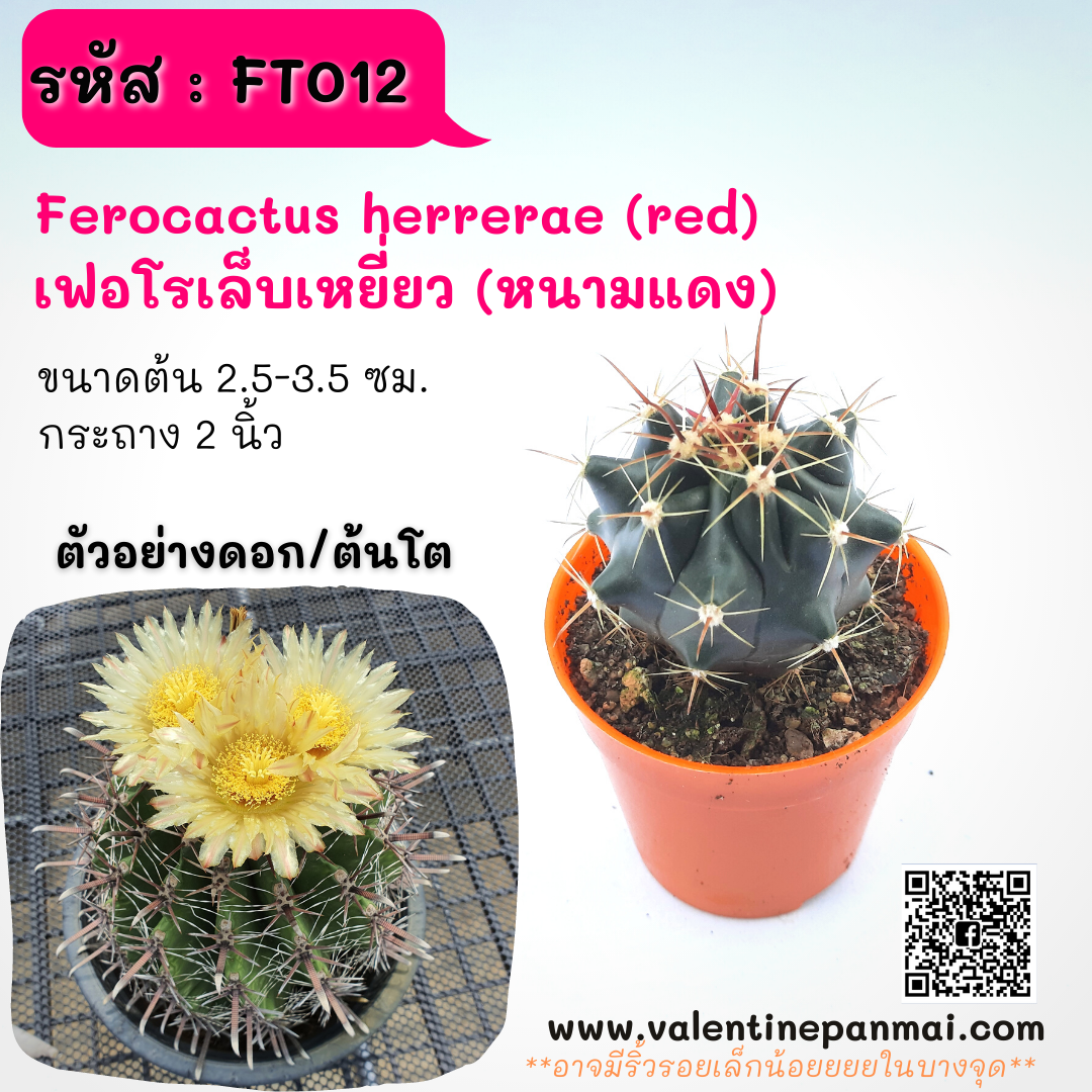 Ferocactus sp. เฟอโรเล็บเหยี่ยว (หนามแดง)