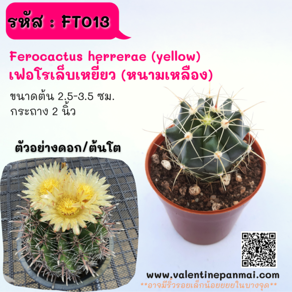 FT013 Ferocactus sp. เฟอโรเล็บเหยี่ยว (หนามเหลือง)