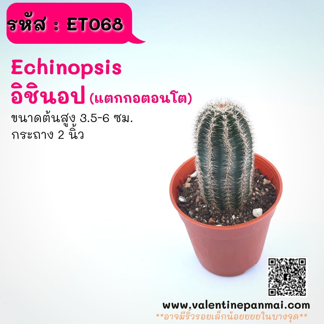 Echinopsis อิชินอป (แตกกอตอนโต)