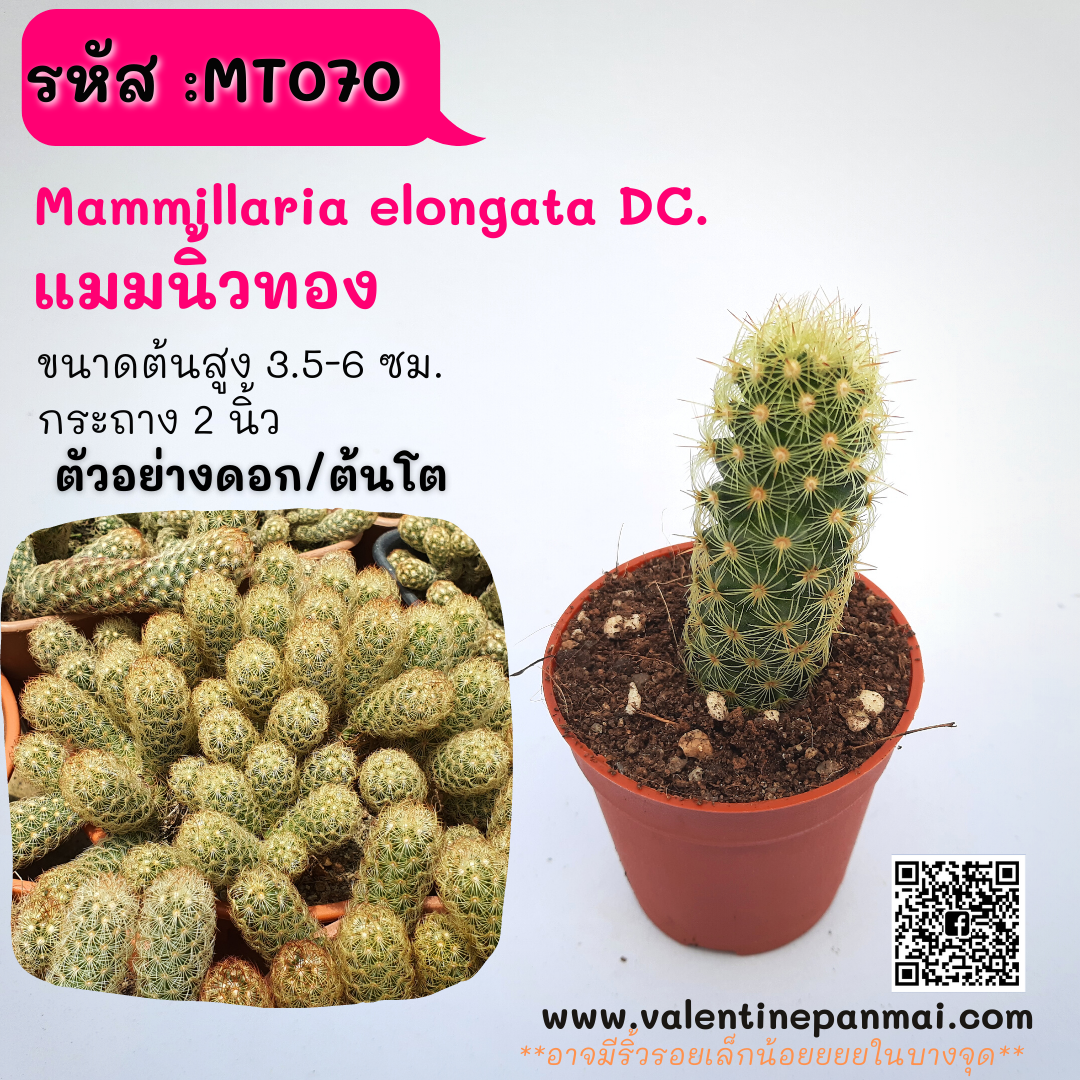 Mammillaria elongata DC. (แมมนิ้วทอง)