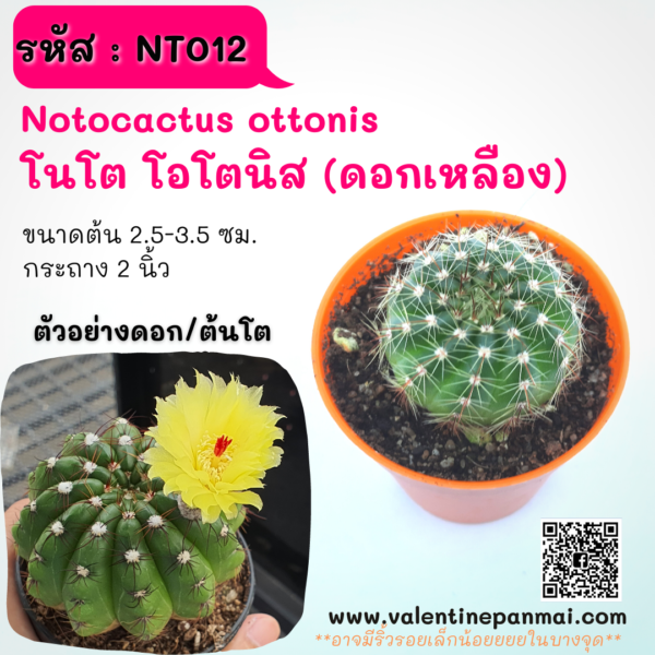 NT012 Notocactus ottonii โนโต โอโตนิส (ดอกเหลือง)