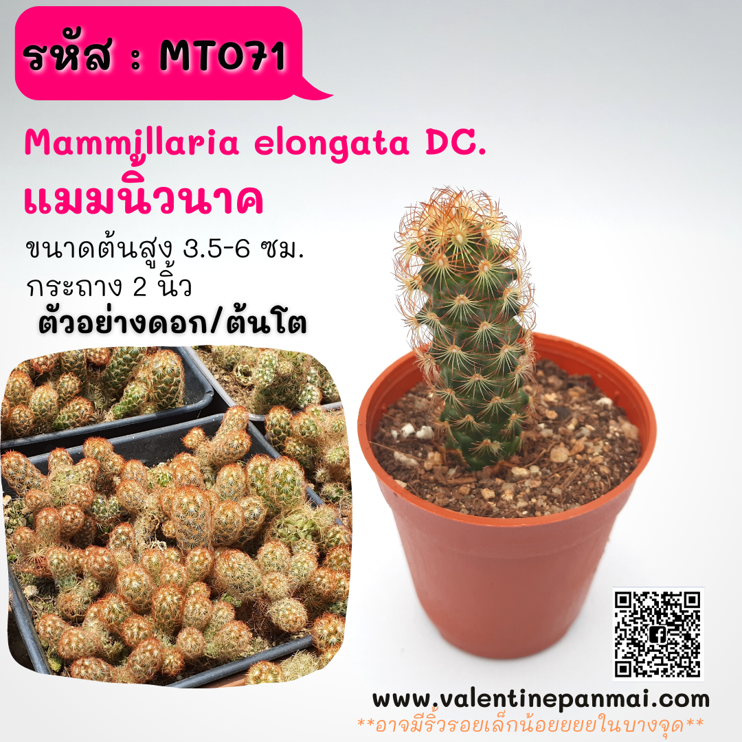 Mammillaria elongata DC. (แมมนิ้วนาค)