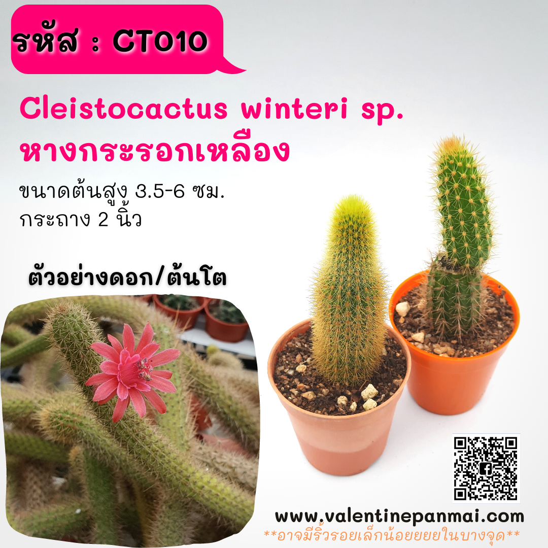 Cleistocactus winteri sp. (หางกระรอกเหลือง)
