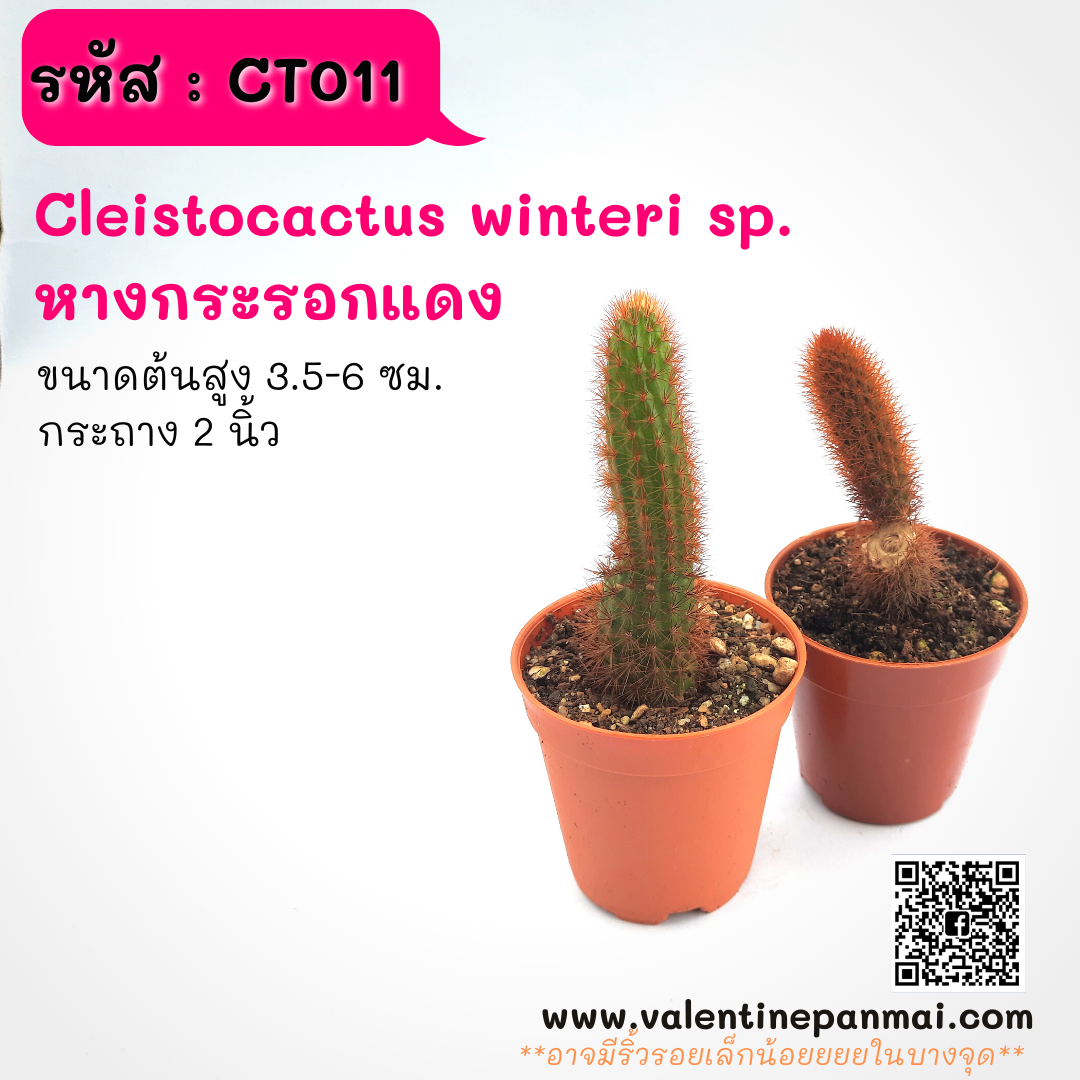 Cleistocactus winteri sp. (หางกระรอกแดง)