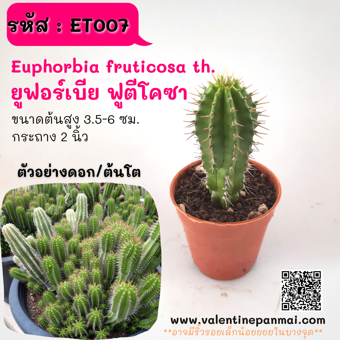 Euphorbia fruticosa th. (ยูฟอร์เบีย ฟูตีโคซา)