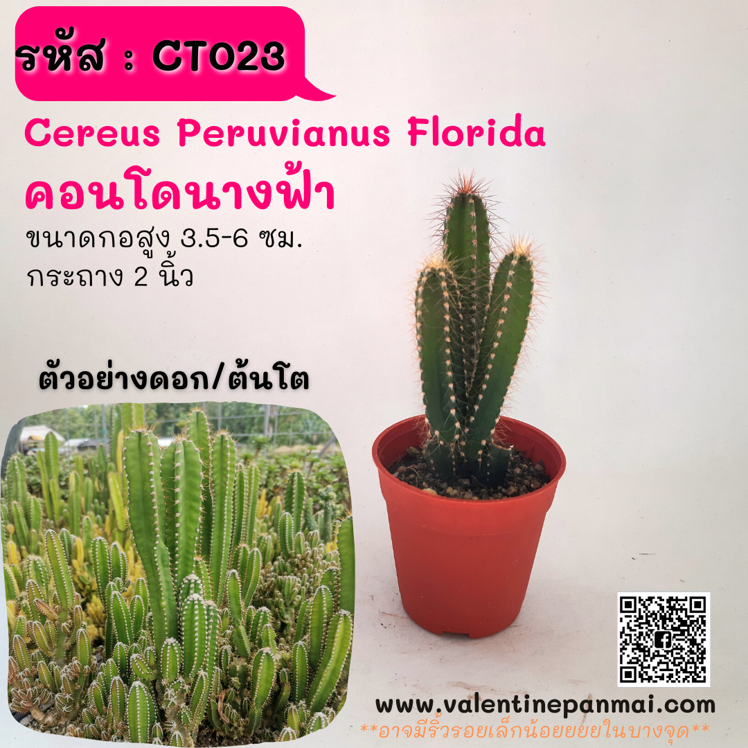 Cereus Peruvianus Florida (คอนโดนางฟ้า)