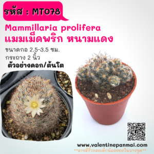 MT078 Mammillaria prolifera (แมมเม็ดพริก หนามแดง)