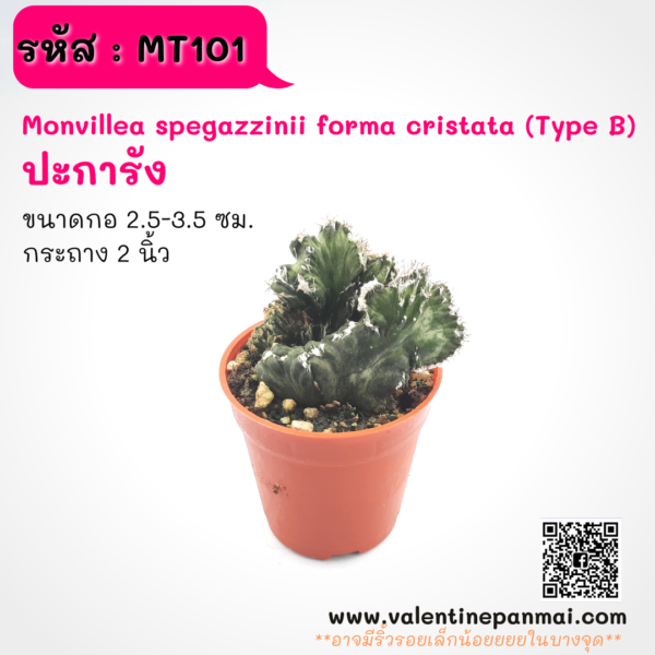 MT101 Monvillea spegazzinii forma cristata (Type B) ปะการัง