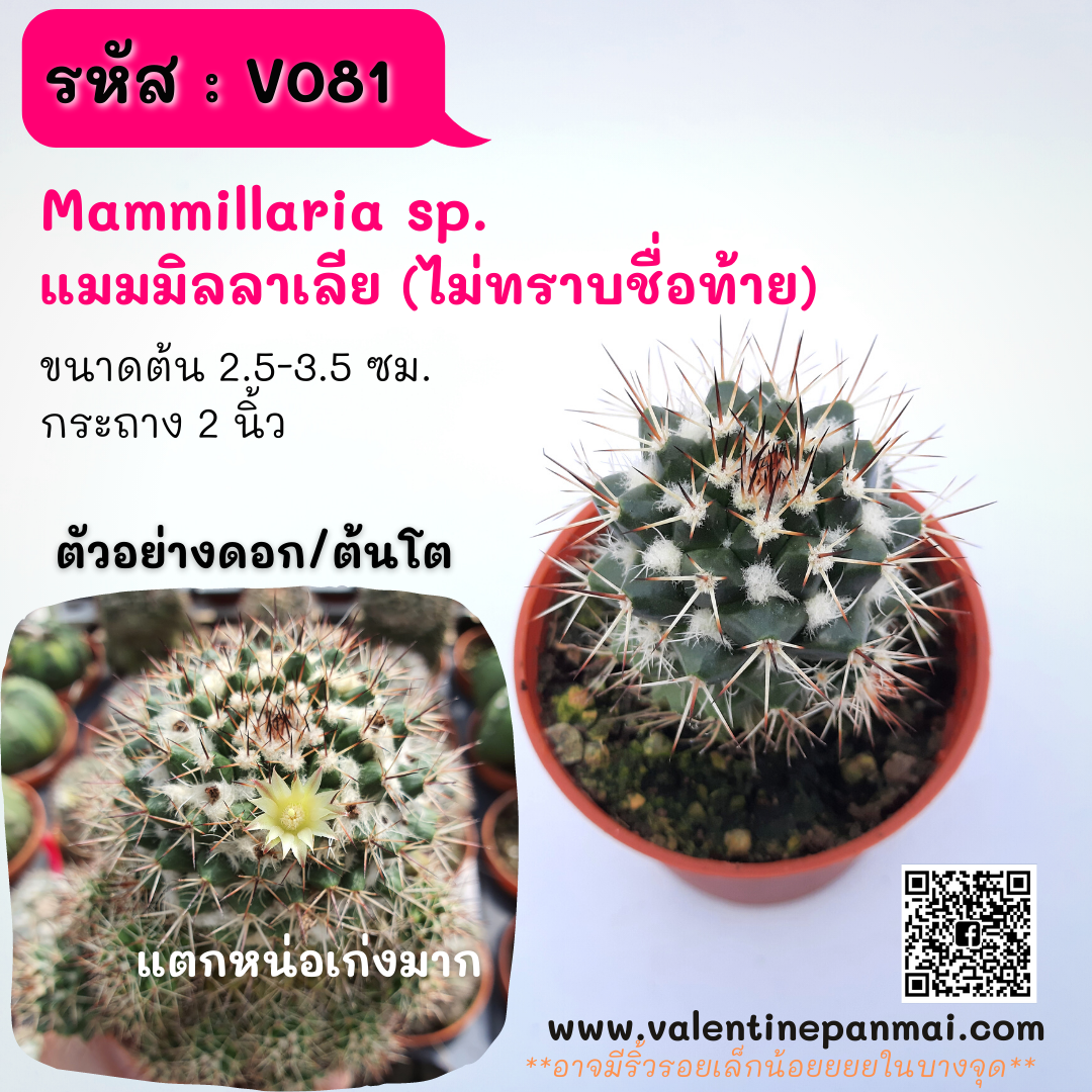 Mammillaria voburnensis แมมมิลลาเลีย (ไม่ทราบชื่อท้าย)
