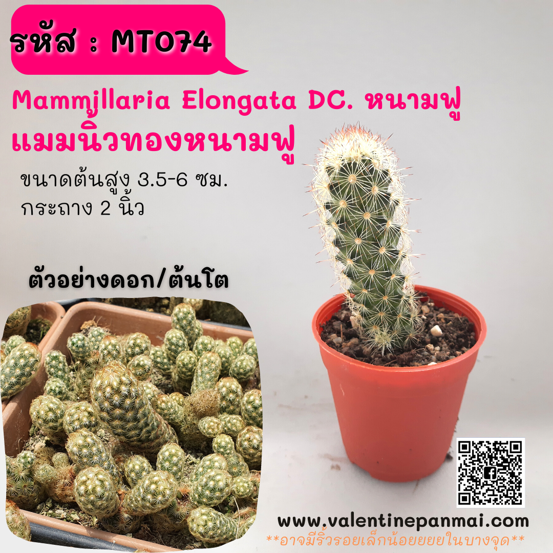Mammillaria Elongata DC. หนามฟู (แมมนิ้วทองหนามฟู)