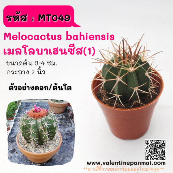 MT049 Melocactus bahiensis (เมโล บาเฮนซิส)