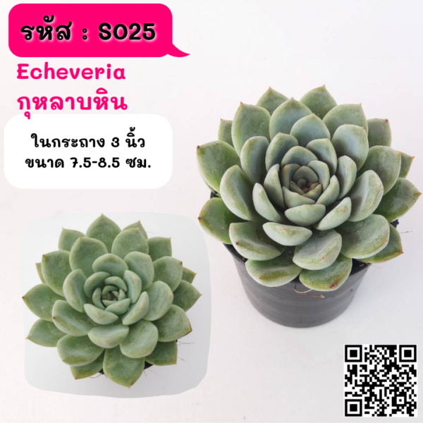S025 Echeveria  กุหลาบหิน