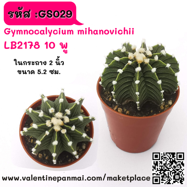 GS029 Gymnocalycium mihanovichii LB2178 10 พู
