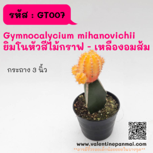 GT007 Gymnocalycium mihanovichii ยิมโนหัวสีไม้กราฟ - เหลืองอมส้ม