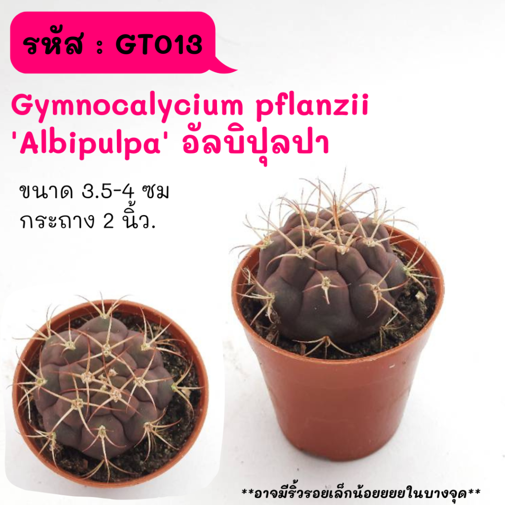 My Image 26