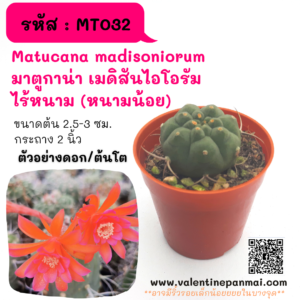 MT032 Matucana madisoniorum มาตูกาน่า เมดิสันไอโอรัม ไร้หนาม (หนามน้อย)
