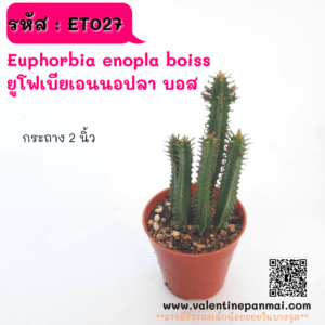 ET027 Euphorbia enopla boiss ยูโฟเบียเอนนอปลา บอส