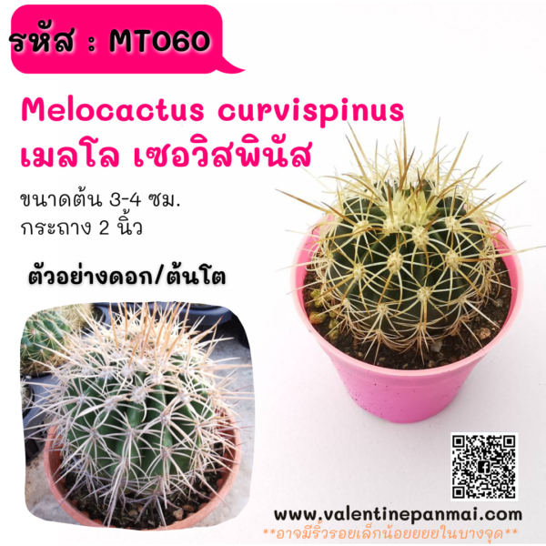 MT060 Melocactus curvispinus เมลโล เซอวิสพินัส
