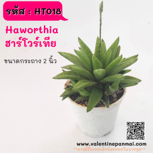 HT018 Haworthia  ฮาร์โวร์เทีย