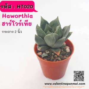 HT020 Haworthia  ฮาร์โวร์เทีย