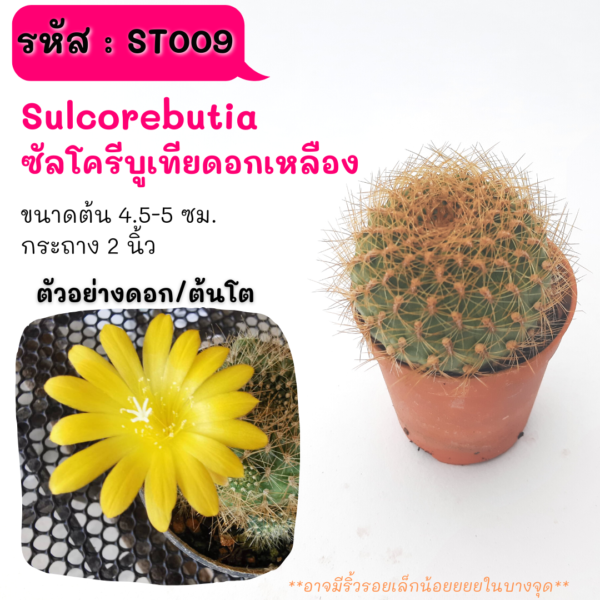 ST009 Sulcorebutia ซัลโครีบูเทีย