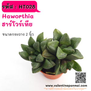 HT028 Haworthia  ฮาร์โวร์เทีย