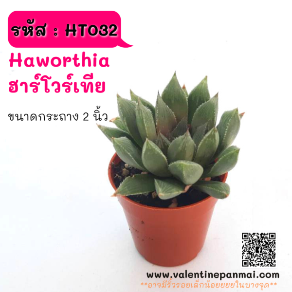 HT032 Haworthia  ฮาร์โวร์เทีย