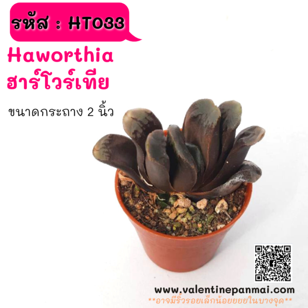 HT033 Haworthia  ฮาร์โวร์เทีย