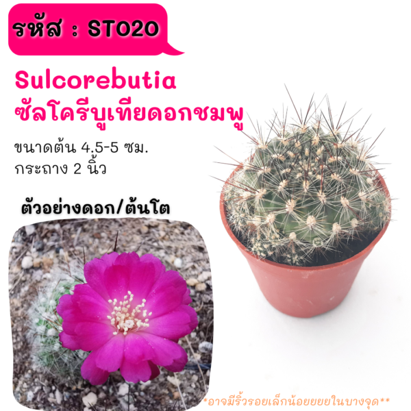 ST020 Sulcorebutia ซัลโครีบูเทีย