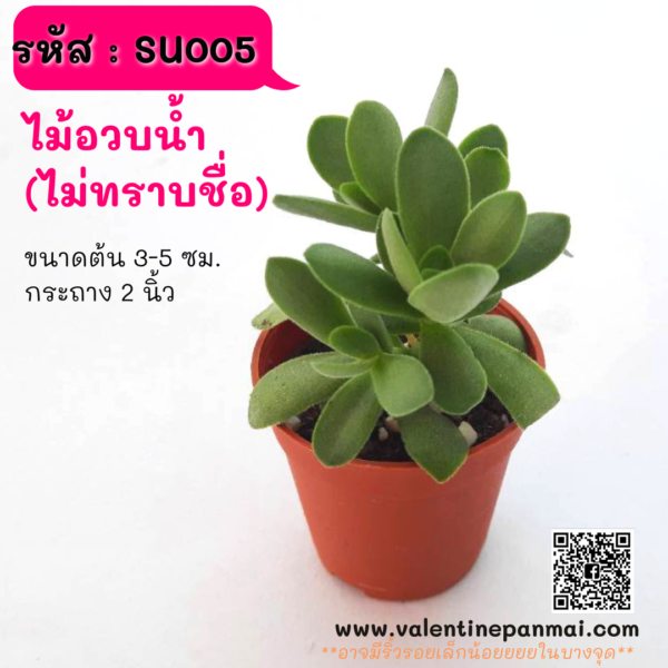 SU005 ไม้อวบน้ำ ไม่ทราบชื่อ
