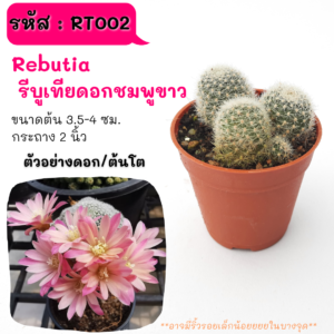 RT002 Rebutia Rebutia ดอกชมพูขาว (กอจากจีน)